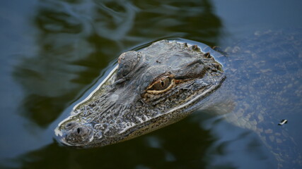 Close up of a baby American alligator's head sticking out of the water