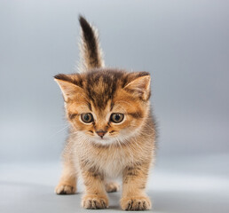 beautiful little british kittens on a gray background