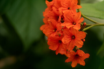 blooming orange flower with green leave summer nature background