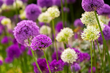 Zierlauch Lauch Allium giganteum Riesenlauch Zwiebel Pflanze Garten dekorativ lila violett Kugel...