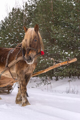 Brown horse ready for a sleigh ride (Kulig)