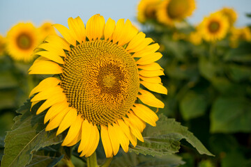 Field of blooming sunflowers