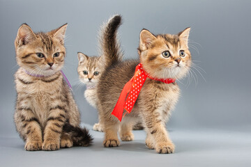 Fototapeta na wymiar beautiful little british kittens on a gray background