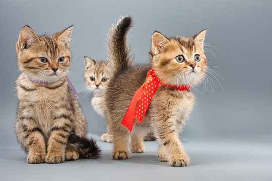 beautiful little british kittens on a gray background