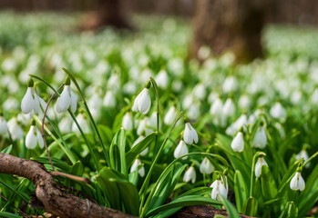 Carpet of snowdrops Galanthus plicatus in spring forest
