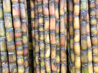 sugar cane stalks - 424131143