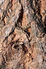 Background from the bark