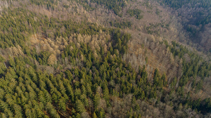 Spruce and beech forest in the Lower Silesia (Kaczawskie Mountains)