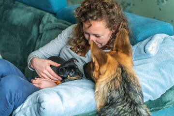 Obraz premium Young woman is sitting on the sofa with her small Jack Russell Terrier puppy on her lap. A large german shepherd dog smells the puppy. Selective focus