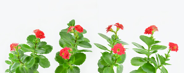 Set of flowering twigs of Kalanchoe isolated on white background.