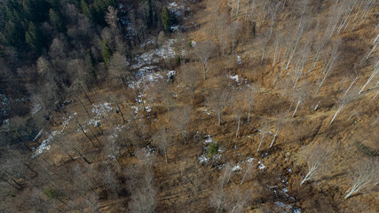 Spruce and beech forest in the Lower Silesia (Kaczawskie Mountains)