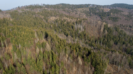 Spruce and beech forest in the Lower Silesia (Kaczawskie Mountains)