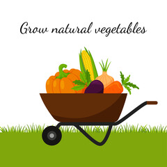 A garden wheelbarrow full of vegetables, pumpkin, corn, carrots, beets. The concept of growing your own natural, organic vegetables, gardening. Color vector illustration. on a white background.