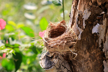 The bird's nest is laid bare and old abandoned on dry, outdoor stumps.
