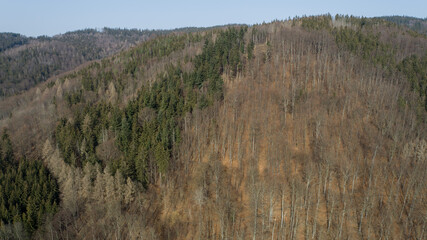Spruce and beech forest in the Lower Silesia (Kaczawskie Mountains)