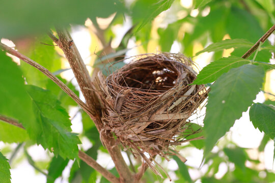 The bird's nest is laid bare and old abandoned on the tree.