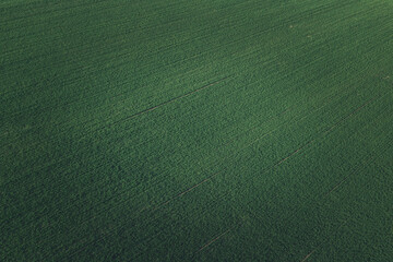 Aerial view of cultivated wheatgrass field