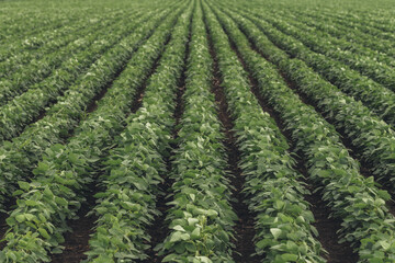 Fototapeta na wymiar Rows of cultivated soybean crops in diminishing perspective