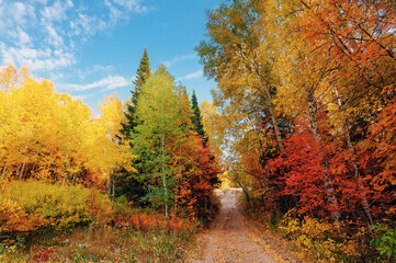 The road to the autumn forest among colorful trees in bright sunny weather in Kolyvan, Altai