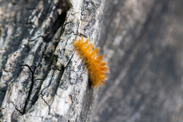 Caterpillar of yellow color with white dots on the back