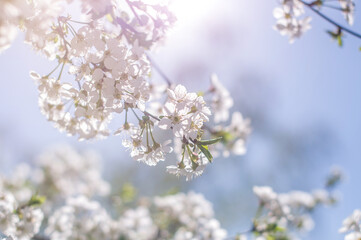 Blooming tree branches on sunny spring day.