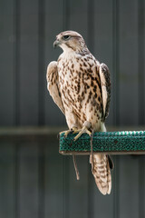 Beautiful falcon