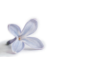 Fototapeta na wymiar Purple lilac flower isolated on white background.