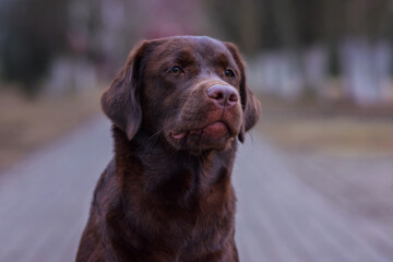 portrait of a chocolate labrador dog in the park in spring