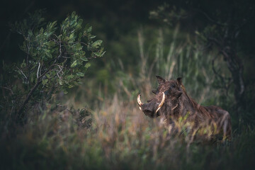 Armed and dangerous. Warthog on alert