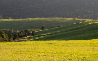 Obraz premium green spring meadows in the mountains