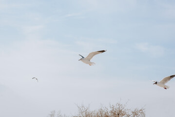 Many beautiful ivory gulls fly, soar in the sky against the background of clouds and trees.