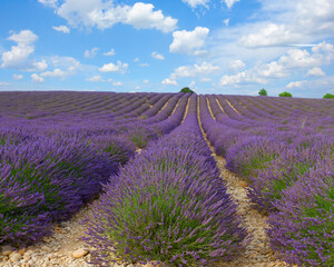 Fototapeta na wymiar Lavender summer field