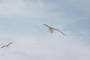 Beautiful large white seagulls fly, soar in the blue sky against the background of clouds and trees in spring, summer.