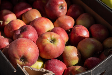 Fototapeta na wymiar Red ripe apples in a cardboard box.