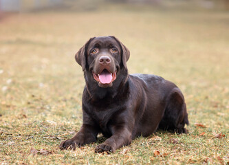 portrait of a chocolate labrador dog in the park in spring