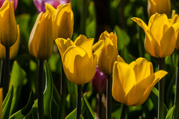 Macro of yellow tulips on a background of green grass