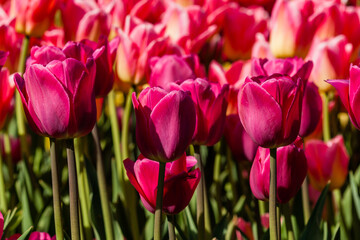 Fototapeta premium Macro of pink tulips on a background of green grass