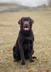 portrait of a chocolate labrador dog in the park in spring