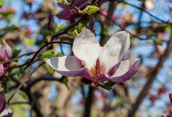 Bud of beautiful spring magnolia