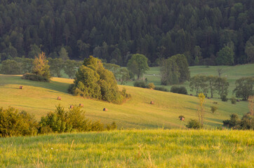 Fototapeta premium green spring meadows in the mountains