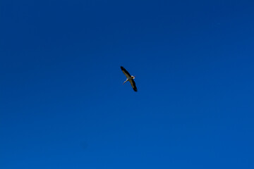Stork soaring in the blue sky with white clouds
