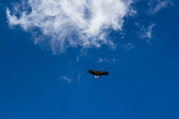 Stork soaring in the blue sky with white clouds
