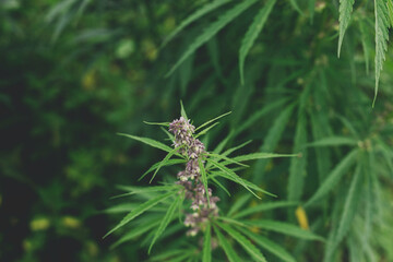 Cannabis Sativa female flowers on green background. Medical marijuana cultivation. Hemp