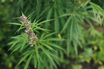 Cannabis Sativa female flowers on green background. Medical marijuana cultivation. Hemp