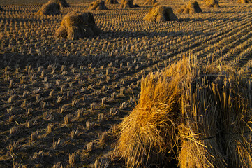 収穫後の田んぼの麦藁
