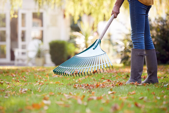 Close Up Of Woman Working In Garden At Home Raking And Tidying Leaves