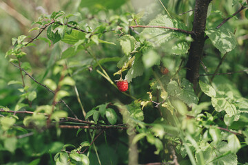 Ripe raspberry on branch among trees and green leaves in sunny summer garden. Vitamins season