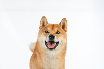 shiba inu dog portrait