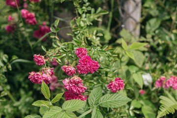 Beautiful pink roses on old rusty iron fence in sunny forsaken garden. Countryside summer living