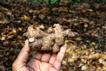Piece of fresh organic ginger held in hand after harvesting